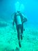 shark220