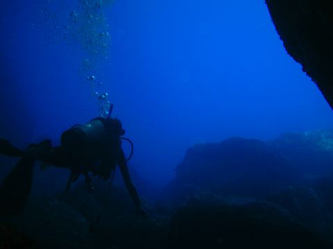 shark198.jpg